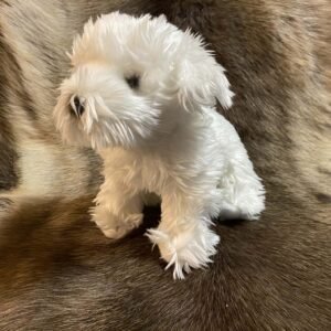 Kaisuloom "Malta koer" (27 cm)