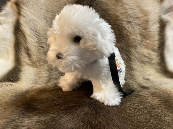 Kaisuloom "Malta koer rihmaga" (27 cm)