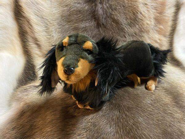 Taks, pikakarvaline (30 cm)